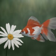 The Breath