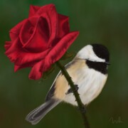 for Rose
